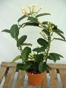 თეთრი საქორწილო ბუკეტი, მადაგასკარის ჟასმინის, ცვილის ყვავილების, Chaplet ყვავილების, Floradora, ჰავაის საქორწილო ყვავილების (Stephanotis) სახლი მცენარეთა ფოტო