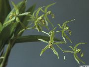 Coelogyne Cvet zelena