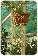 ყვითელი ყვავილების Coelogyne  სახლი მცენარეთა ფოტო