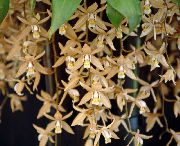 褐色 花 Coelogyne  室内植物 照片