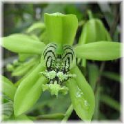 緑色 フラワー セロジネ (Coelogyne) 観葉植物 フォト