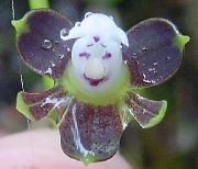 Κουμπότρυπα Ορχιδέα λουλούδι μωβ