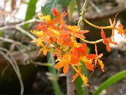 orange Blume Knopf Orchidee (Epidendrum) Zimmerpflanzen foto