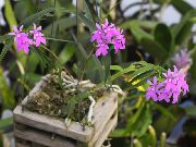 lila Cvet Gumbnice Orhideja (Epidendrum) Hiša Rastline fotografija