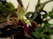 коричневий Квітка Епідендрум (Epidendrum) Кімнатні рослини фото