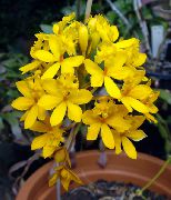 Gombíkové Orchidea Kvetina žltý