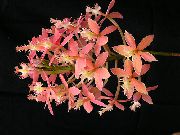 pink Flower Buttonhole Orchid (Epidendrum) Houseplants photo