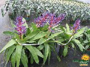 Sudraba Vāze, Urna Augu, Karaliene No Bromeliads Zieds purpurs