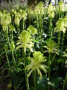 Forest Lily Flor branco