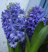 bleu ciel Fleur Jacinthe (Hyacinthus) Plantes d'intérieur photo