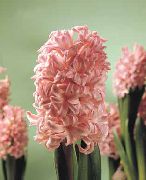 Hyacint Bloem roze