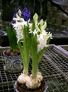 Hyazinthe Blume weiß