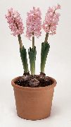 粉红色 花 风信子 (Hyacinthus) 室内植物 照片