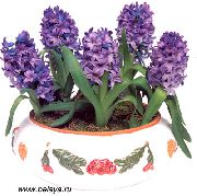 púrpura Flor Jacinto (Hyacinthus) Plantas de interior foto