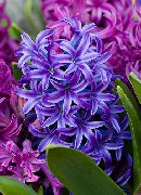 тамно плава Цвет Зумбул (Hyacinthus) Кућа Биљке фотографија
