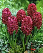 кларет Цвет Зумбул (Hyacinthus) Кућа Биљке фотографија