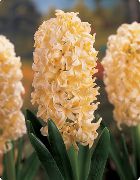 Hiacinte Zieds dzeltens