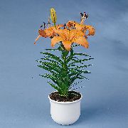 orange Flower Lilium  Houseplants photo