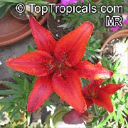piros Virág Lilium  Szobanövények fénykép