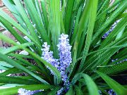 light blue Flower Variegated Lily Turf (Liriope) Houseplants photo