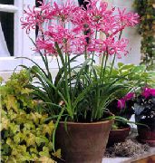 rožnat Cvet Guernsey Lily (Nerine) Hiša Rastline fotografija
