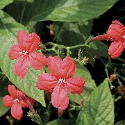 Maymun Bitki, Kırmızı Ruellia çiçek kırmızı