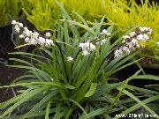 bílá Květina Ophiopogon  Pokojové rostliny fotografie