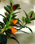 orange Blume Hypocyrta, Goldfish-Pflanzen   foto