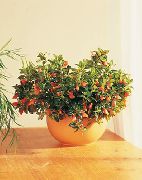 Hypocyrta, Φυτό Χρυσόψαρο λουλούδι πορτοκάλι