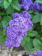 Νάνος Θαλάσσια Πίτα Κεράσι λουλούδι σκούρο μπλε