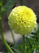 Dahlia ყვავილების ყვითელი