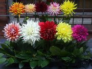 ბორდო ყვავილების Dahlia  სახლი მცენარეთა ფოტო