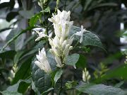 бял Цвете Бели Свещи, Whitefieldia, Withfieldia, Whitefeldia (Whitfieldia) Стайни растения снимка
