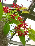 vermelho Flor Rangoon Creeper (Quisqualis) Plantas de Casa foto