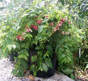 κόκκινος λουλούδι Ρανγκούν Αναρριχητικό Φυτό (Quisqualis) φυτά εσωτερικού χώρου φωτογραφία