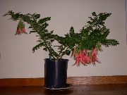 赤 フラワー ロブスターの爪、オウムのくちばし (Clianthus) 観葉植物 フォト