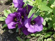 Тексас Bluebell, Lisianthus, Лалета Тинтява Цвете пурпурен