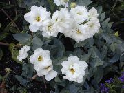 Texas მაჩიტა, Lisianthus, ტიტების Gentian ყვავილების თეთრი