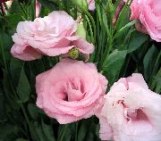 розов Цвете Тексас Bluebell, Lisianthus, Лалета Тинтява (Lisianthus (Eustoma)) Стайни растения снимка