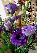 Texas Bluebell, Lisianthus, Tulip Gentian Flor azul escuro