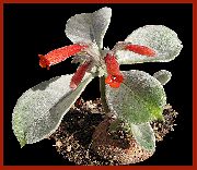 červená Kvetina Rechsteineria  Izbové Rastliny fotografie