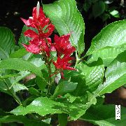 rouge Fleur Sanchezia, Doigts D'incendie  Plantes d'intérieur photo