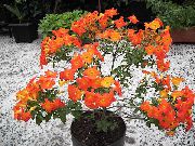 orange Blomst Marmelade Bush, Oransje Browallia, Firebush (Streptosolen) Potteplanter bilde