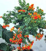 orange Blomst Marmelade Bush, Oransje Browallia, Firebush (Streptosolen) Potteplanter bilde