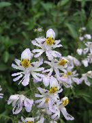 λευκό λουλούδι Φτωχοί Επανδρώνει Ορχιδέα (Schizanthus) φυτά εσωτερικού χώρου φωτογραφία