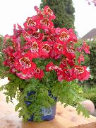 червоний Квітка Схизантус (Schizanthus) Кімнатні рослини фото