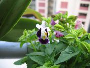 მეწამული განივი ყვავილების, Ladys Slipper, ლურჯი ფრთის (Torenia) სახლი მცენარეთა ფოტო