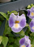 люляк Жълъд Цвете, Дамски Чехли, Blue Wing (Torenia) Стайни растения снимка