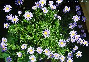 blau Blume Blaues Gänseblümchen- (Felicia amelloides) Zimmerpflanzen foto