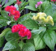 rojo Flor Cresta De Gallo (Celosia) Plantas de interior foto